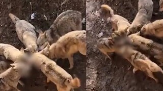 A female tourist in Xinjiang held a teddy to watch wolves. The dog fell into a pack of wolves and wa