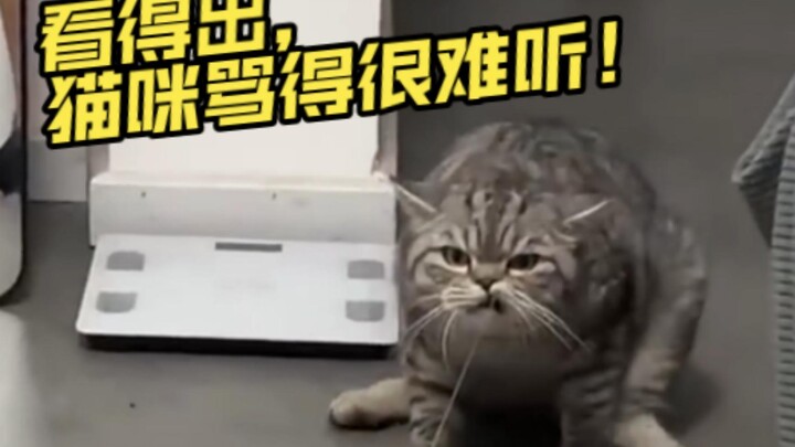 Mèo Mí: Nổi nóng có phạm pháp không