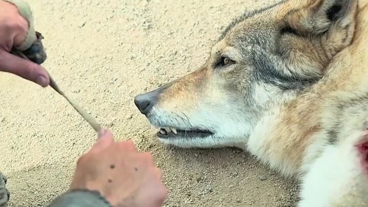 It turns out this is how the world’s first dog came to be