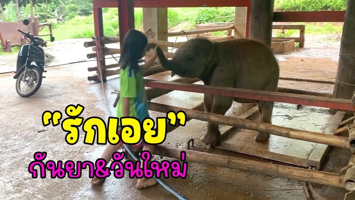 พี่วันใหม่คือของรักของข้า! ห้ามใครแตะ ไม่งั้นจะมี match งวงไฟท์!" 🐘❤️