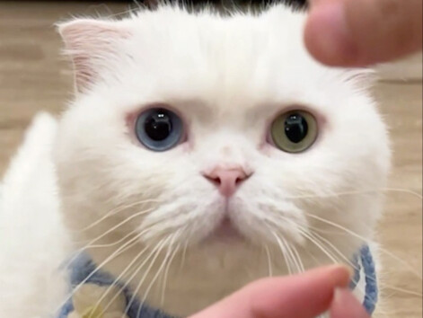 Tes kecerdasan kucing putaran baru ini memang tidak mengecewakan saya!