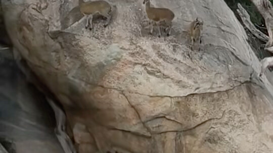 กวาง: “ไม่คิดเลยใช่ไหมว่าข้าจะติดพื้นที่!”