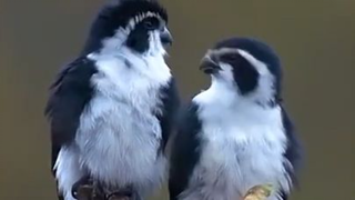 Beautiful birds