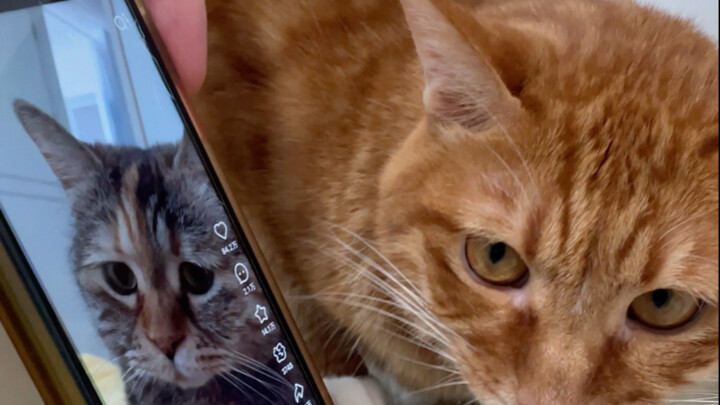 ยู่เถียว นี่คือกวางตั่ง