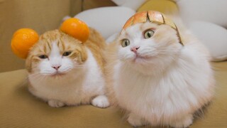 When cat owners are isolated at home, what kind of unscrupulous things will they do to their cats?