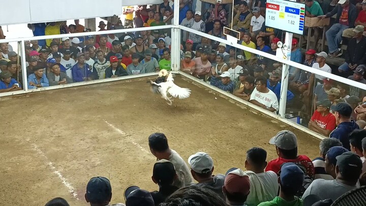 signature white Win!!!