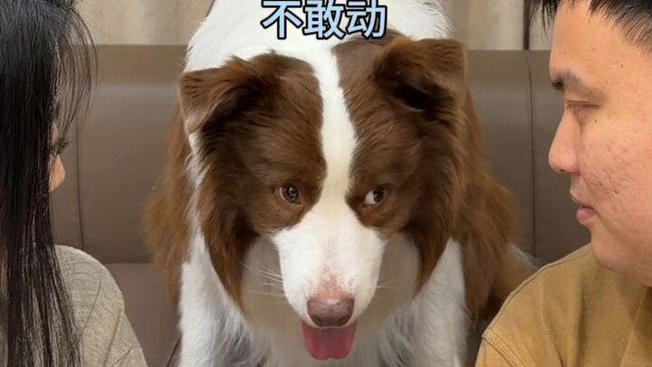 When Mom and Dad Suddenly Looked at the Dog