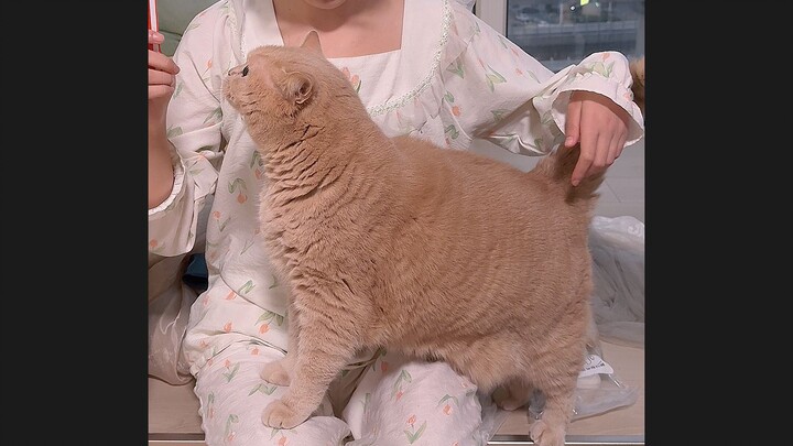 ไม่สนว่าคุณจะมีข้อเรียกร้องอะไร แมวน้อยของฉันวันนี้ต้องได้กินขนมเปียกแมวสักคำให้ได้!