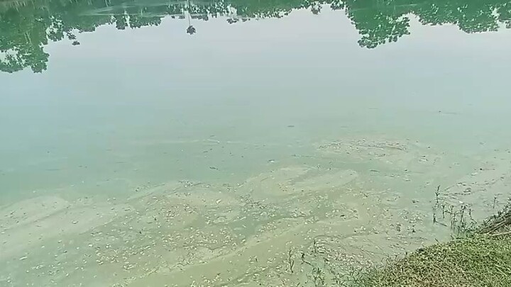 মাছের ঘের