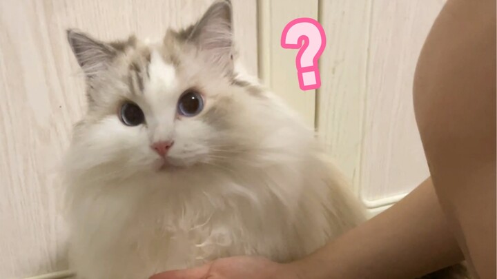 “The Cat Is Never Satisfied”