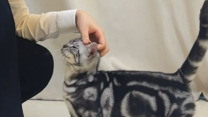 แค่ท่าทางนี้ ก็จับแมวน้อยมาได้ตั้งเยอะ!!!