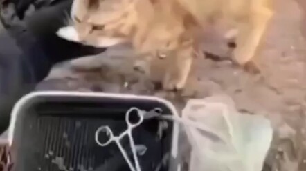 แมวได้ปลากระโดดมาตัวหนึ่ง แมว: กินสมองปลาทีไร หัวมันก็เบลอไปหมดเลย