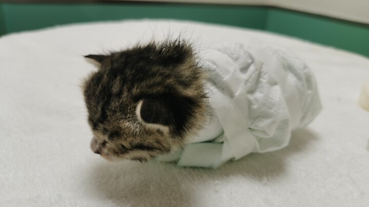 Kucing kecil: Jangan sikat lagi～ Kalau disikat terus, bulunya bakal botak…