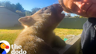 Cuddly Wombat หมกมุ่นอยู่กับตุ๊กตาสัตว์ของเขา โดโด้ ไวลด์ฮาร์ทส์