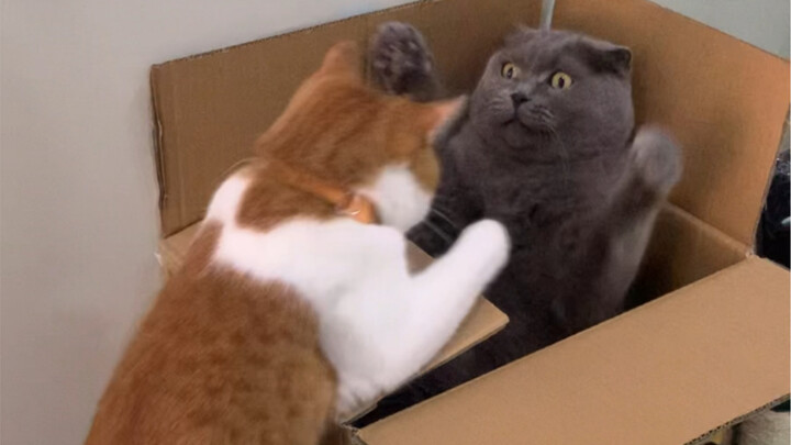 How brutal are cats when they fight