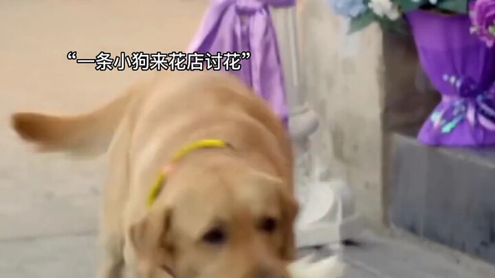"小七讨花只为送给主人