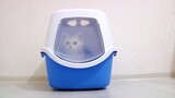 The best Cat litter box and kittens