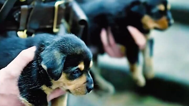 هل يستطيع كلب التفجير الذاتي تمييز الدبابات الصديقة من المعادية؟ ستعلم الجواب بعد مشاهدة الفيديو!