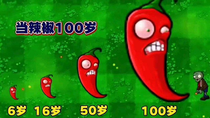 一百岁辣椒