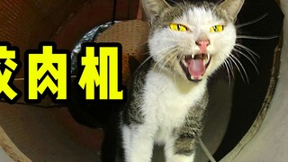 A cat fell through a crack in the wall and accidentally entered a fan: Help! The fan will soon turn 