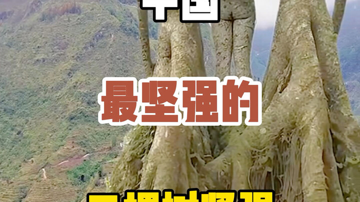 Ba cây kiên cường nhất Trung Quốc: Nếu bạn đang gặp nghịch cảnh, hãy thử ngắm nhìn chúng nhé!