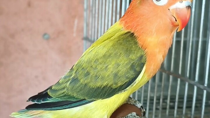 green Euwing Opaline