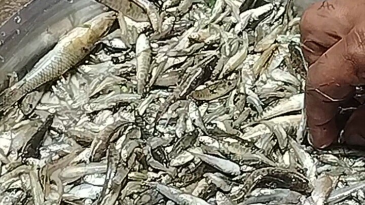 🎣 खेत में मिली देसी मछली, आज तो दावत पक्की! 😋🐟