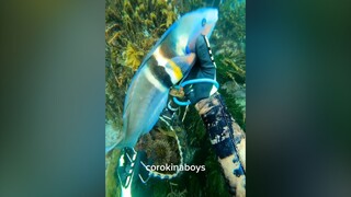 The fish that can act cute have the best life. At first I thought it was here to cause trouble, but 