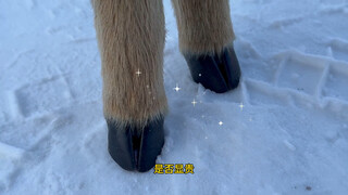 The silly roe deer's little leather shoes are shiny