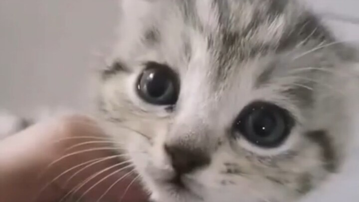 กำลังปรับเปลี่ยนมุมมองโลกของเจ้าเหมียวอยู่…