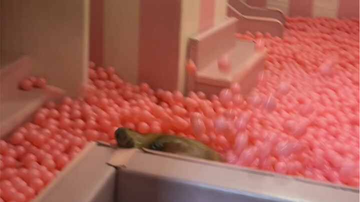 เล่นลูกบอลในสระน้ำทะเลนี่เลย พอได้เล่นแล้วเงียบสนิทเลย