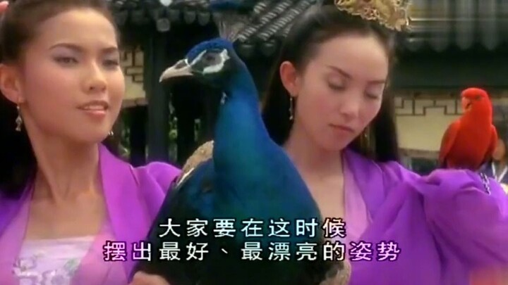 Các tú nữ ôm đủ loại động vật tạo dáng để vẽ chân dung; sau khi hoàn thành, bức nào cũng xấu hơn bức