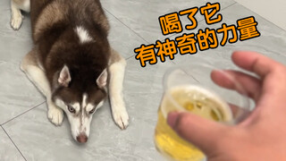 Trying to trick the husky into drinking alcohol—hilarious! He got drunk before even taking a sip!