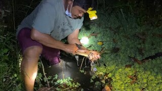 Thả Câu Đêm Dính LƯƠN Về Nấu Món Ngon Miệt Vườn | Cù Lao Dung Vlogs #437