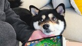 [Động vật] Chó: Game hay là tôi quan trọng hơn?