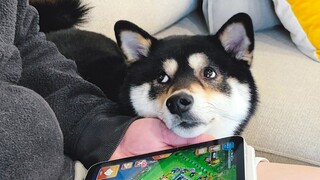 狗狗：游戏重要还是我重要！
