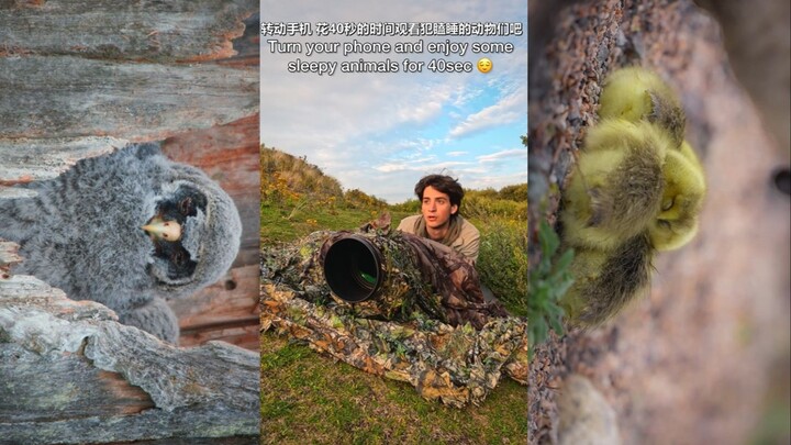 镜头下打瞌睡的小动物们