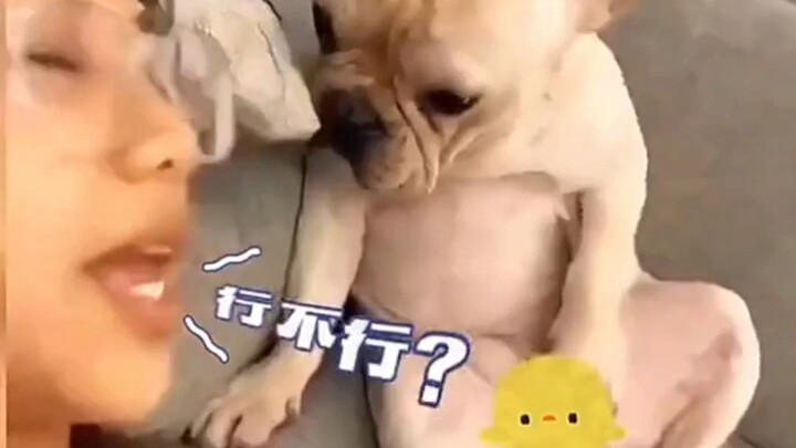 Dog: How about you do it?