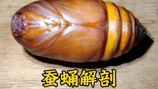 Silkworm pupa dissection reveals a hawkmoth that failed to emerge