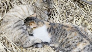 这奶瘾是戒不掉了，巨婴三三块头都比猫妈妈大了，还喝奶，给铲屎官逮个正着