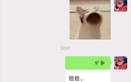 Popo Cat WeChat Voice to Text