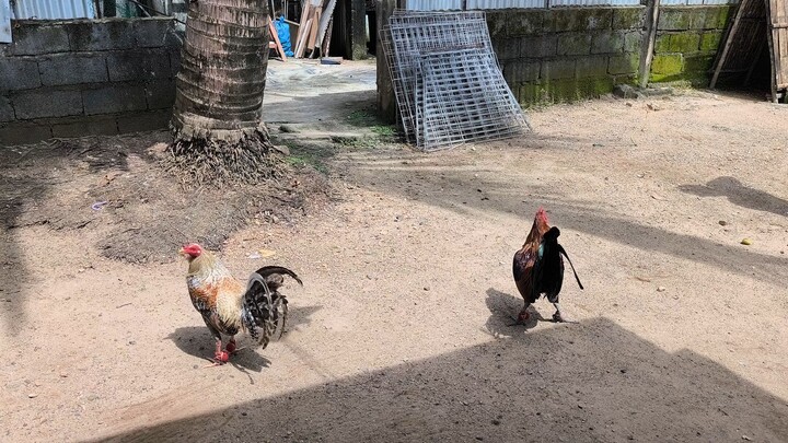 NUDC Dom from Wave gamefarm vs Gilmor Hatch