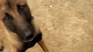 Is this dog an undercover agent arranged by the boss?