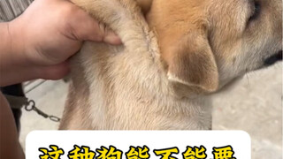 Can you adopt a dog that exhibits this kind of behavior?