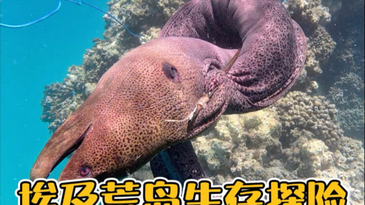 Chuyến thám hiểm sinh tồn trên hoang đảo Ai Cập – Tập 2: Thám hiểm dưới đáy biển, phát hiện nàng tiê