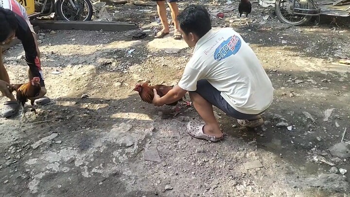 dagmit ht nga tornado hatch 🐓