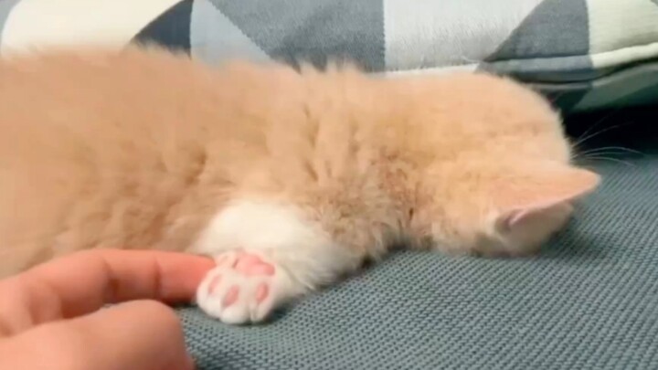 “ถ้าโลกไม่มีลูกแมว โลกจะต้องพังแน่ๆ”