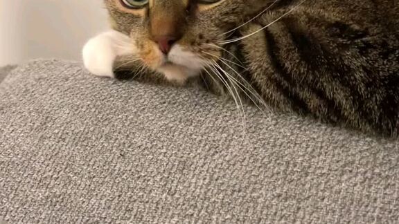 This trend is meant for her 😹#funnyvideo #funnycat#Ctto