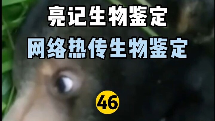 【Liangji Bio-Identifikasi】Identifikasi Biologis Panas Internet 46