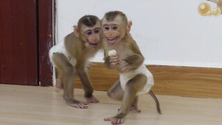 OMG!! Cute Baby Monkey Maku Cry Running 2-leg So Fast Try Escape From Confiscation Of Maki